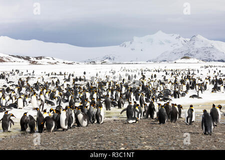 A colony of king penguins on Salisbury Plain on South Georgia in Antarctica Stock Photo