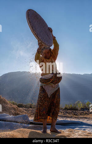 Female farmer, winnowing, Bungmati, Kathmandu Valley, Nepal Stock Photo