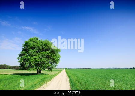 Lonely tree next to a rural road running among green fields, blue sky in the background Stock Photo