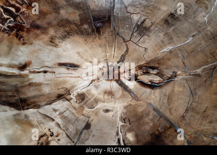 Natural background, cross section through fossilized wood Stock Photo