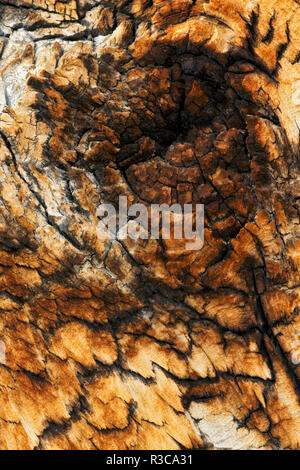 Pattern in bark close-up of ancient bristlecone pine, White Mountains, Inyo County, California. Great Basin Desert, Pinus Longaeva, Great Basin NP Stock Photo