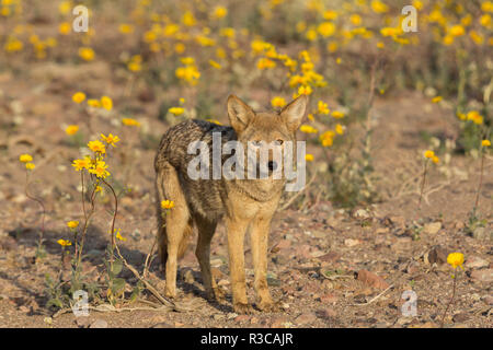 Coyote stands in the midst of yellow desert sunflowers in Death Valley, California, during the super-bloom of 2016. Stock Photo