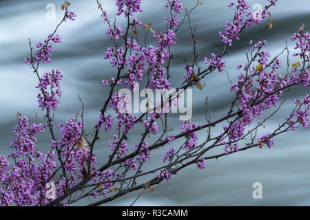 Western Redbud, Cercis occidentalis, blooms on a branch over the Merced River, Yosemite National Park, California. Stock Photo