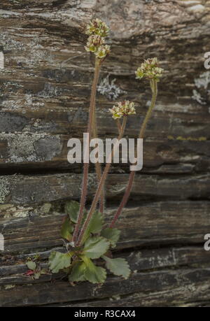 Alpine saxifrage,  Saxifraga nivalis in flower in rock crevice. Sweden. Very rare in UK. Stock Photo