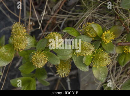 Mountain willow, Salix arbuscula in flower with male catkins. Arctic Sweden. Stock Photo