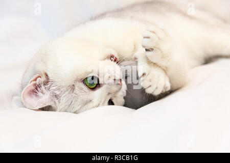 Cat biting blanket Stock Photo Alamy