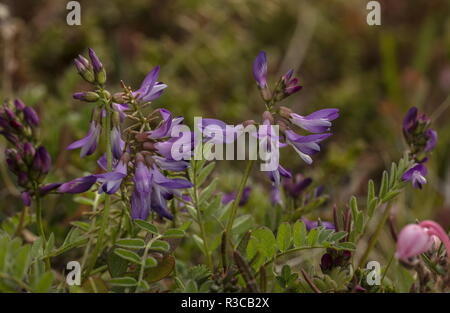 Alpine milk-vetch, Astragalus alpinus in arctic form, north Sweden. Stock Photo