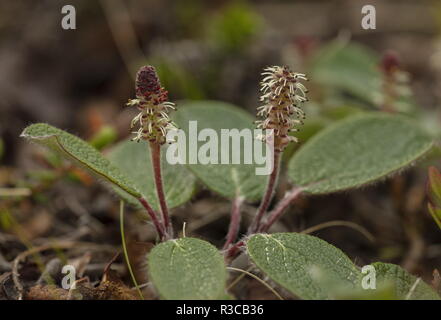 Net-leaved willow, Salix reticulata with male flowers. Arctic Sweden. Stock Photo