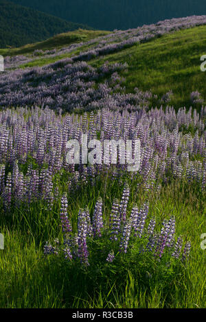 USA, Redwood National Park, California. Lupine blooming on the hillside on Bald Hills Road. Stock Photo