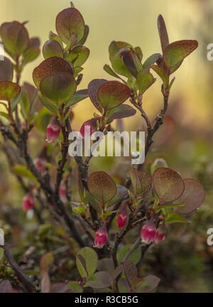Northern bilberry, in its arctic form, Vaccinium uliginosum subsp. microphyllum, in flower. Arctic Sweden. Stock Photo