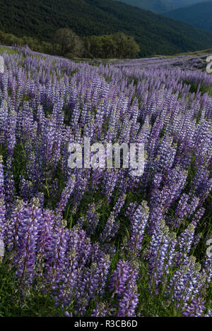 USA, California. Lupine blooming on the hillside along Bald Hills Road Stock Photo