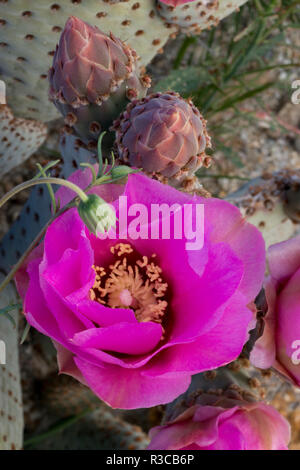 USA, California. Beavertail prickly pear cactus (Opuntia basilaris) in bloom, Anza-Borrego Desert State Park