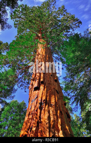 Giant Sequoias (Sequoiadendron giganteum), Trail of 100 Giants, Giant Sequoia National Monument, California, USA Stock Photo