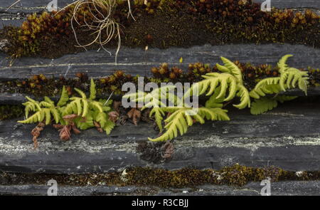 Beech Fern, Phegopteris connectilis, growing along crack in rock. Stock Photo