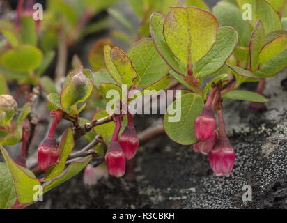 Northern bilberry, in its arctic form, Vaccinium uliginosum subsp. microphyllum, in flower. Arctic Sweden. Stock Photo