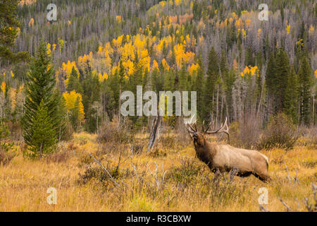 USA, Colorado, Rocky Mountain National Park. Bull elk in field. Stock Photo