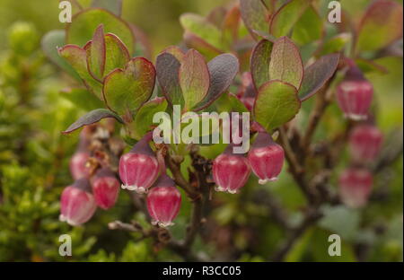 Northern bilberry, in its arctic form, Vaccinium uliginosum subsp. microphyllum, in flower. Arctic Sweden.