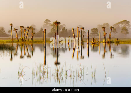 Palm trees at sunrise, Viera Wetlands or Rich Grissom Memorial Wetlands, Brevard county, Florida. Stock Photo