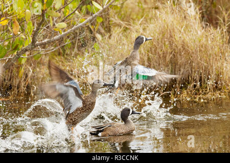 Male and female blue-winged teals flying, Merritt Island National Wildlife Refuge, Florida. Stock Photo