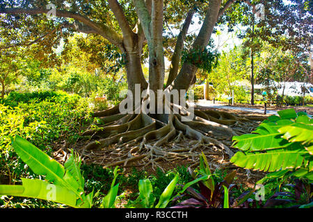 Usa Florida Sarasota Selby Gardens Cymbidium Orchid Stock