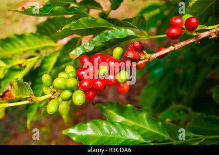 Red coffee cherries on the vine at the Kauai Coffee Company, Island of Kauai, Hawaii, USA Stock Photo