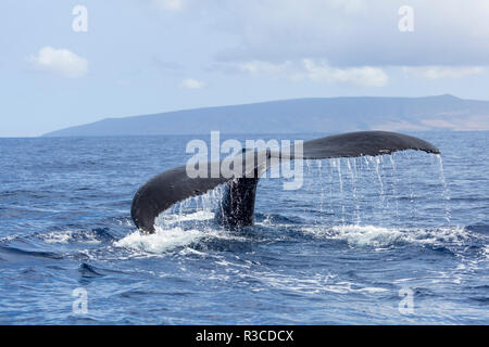 Humpback whale off Maui Hawaii Stock Photo - Alamy