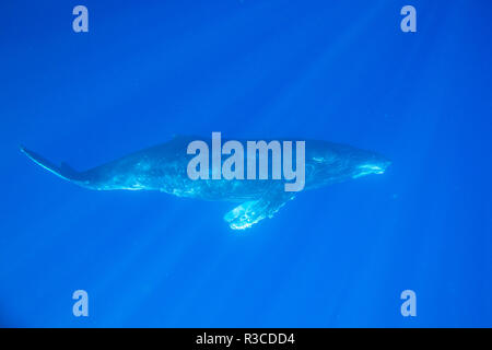 Big Island, Hawaii, USA. Humpback whales underwater. Stock Photo