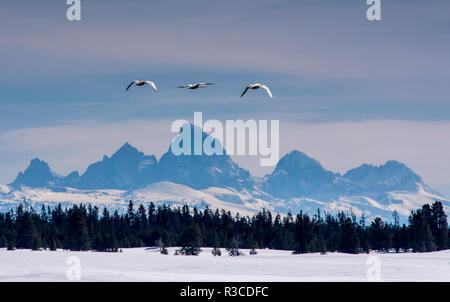 Trumpeter swans on the Harriman Ranch in Idaho with the Tetons in the background Stock Photo