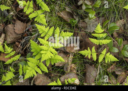 Oak fern, Gymnocarpium dryopteris fronds in woodland. Stock Photo