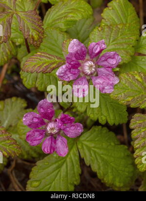 Arctic Bramble, Rubus arcticus in flower, Sweden. Extinct in UK. Stock Photo