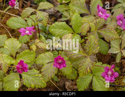 Arctic Bramble, Rubus arcticus in flower, Sweden. Extinct in UK. Stock Photo