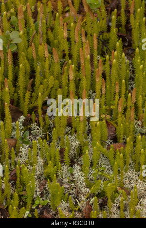 Interrupted club-moss, Lycopodium annotinum, with fertile fronds, in boreal woodland, Sweden. Stock Photo