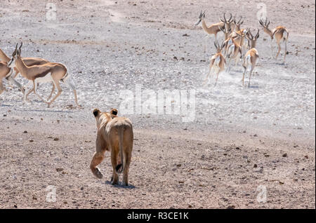 Lion hunting Africa - One adult lioness hunting springbok, rear view,  in Etosha national park, Namibia Africa Stock Photo