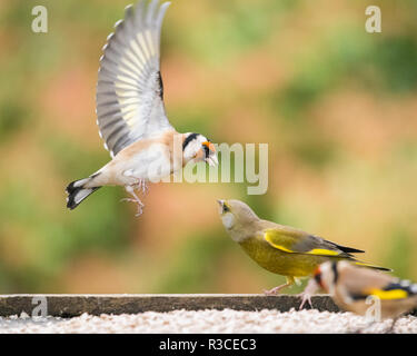 goldfinch (Carduelis Carduelis) squabbling with a greenfinch (Carduelis chloris) at a bird table Stock Photo