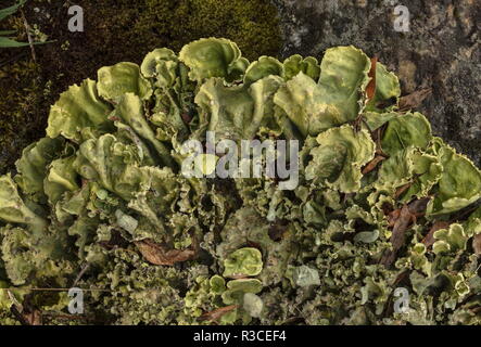 Arctic Kidney Lichen, Nephroma arcticum, in arctic tundra, north Sweden. Stock Photo