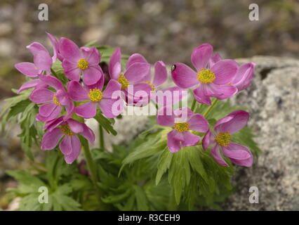 Pink form of Anemone narcissiflora ssp. crinita in flower in garden; from Mongolia-Siberia area. Stock Photo