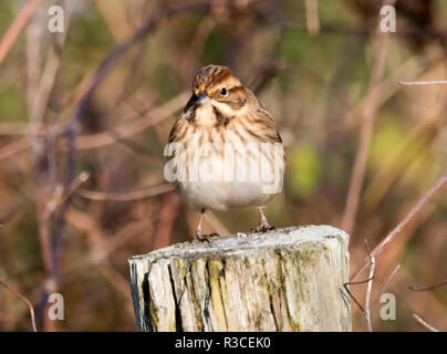 Female Reed Bunting (Emberiza schoenicius) Stock Photo