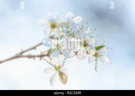 Springtime cherry blossom in British orchard.Twig with delicate white flowers against blurred blue sky.Bright, soft and dreamy floral composition. Stock Photo