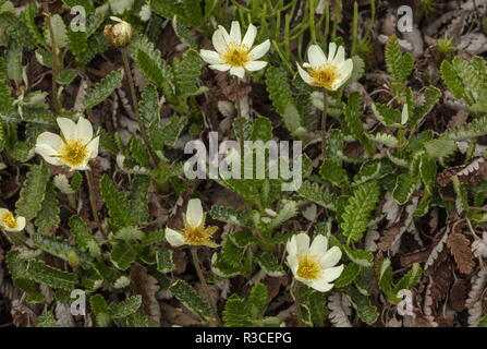 Eightpetal Mountain-avens, Dryas punctata in flower. From arctic Canada. Stock Photo