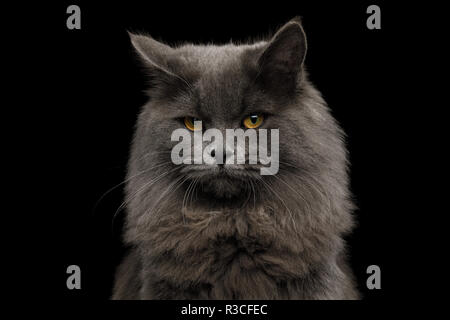 Portrait of Offended Gray Cat Looking in camera on Isolated Black Background Stock Photo