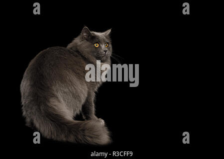 Furry Gray Cat Standing and Looking at side on Isolated Black Background, back view