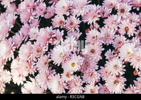 Close-up of beautiful pink chrysanthemum. Flowers spring or summer background, top view. Stock Photo