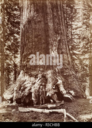 [Grizzly Giant Diameter 33 Ft. Mariposa Grove]. Date/Period: Negative 1865 - 1866?; print 1880 - 1890. Print. Albumen silver. Height: 213 mm (8.38 in); Width: 162 mm (6.37 in). Author: Carleton Watkins. Stock Photo