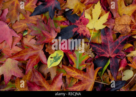 PILE OF MULTI COLORED AUTUMN LEAVES ON GROUND. AUTUMN BACKGROUNDS. Stock Photo