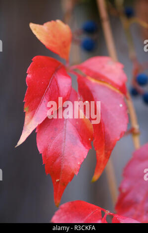 wild wine in autumn Stock Photo