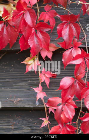 wild wine in autumn Stock Photo