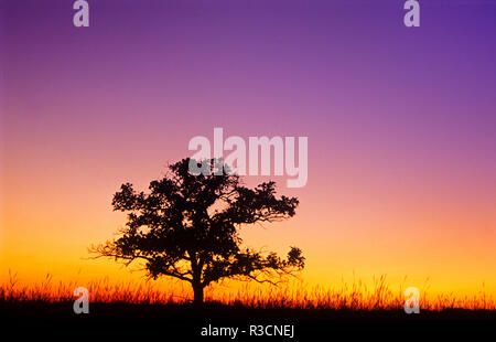 Canada, Manitoba. Bur oak tree in tall grass prairie at dawn. Stock Photo