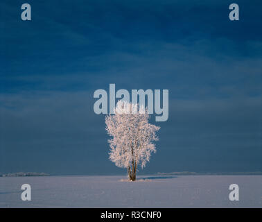 Canada, Manitoba, Dugald. Hoarfrost on cottonwood tree in snow-covered field. Stock Photo
