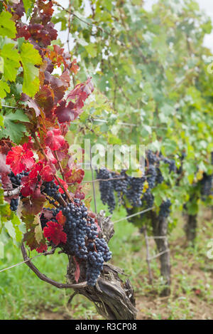 Canada, Ontario, Niagara Escarpment Wine Country, St. Catherines vineyard, autumn Stock Photo