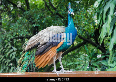 Peacock Standing on a ledge Stock Photo
